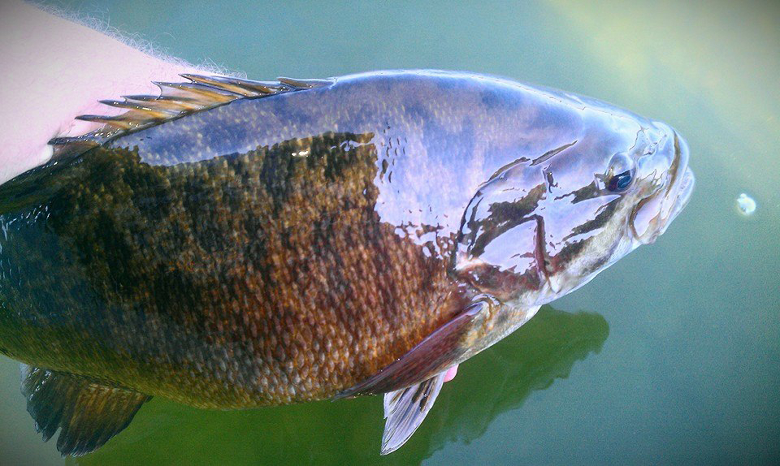 Flambeau River a late summer treat for scenery and smallmouth